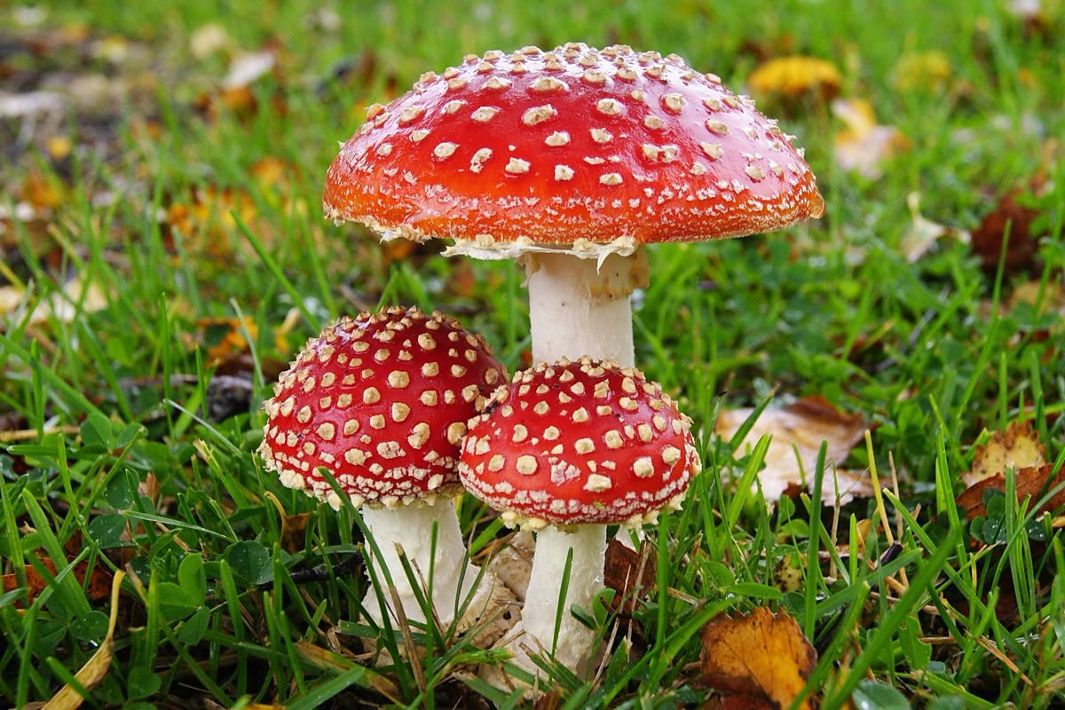 Мухомор червоний