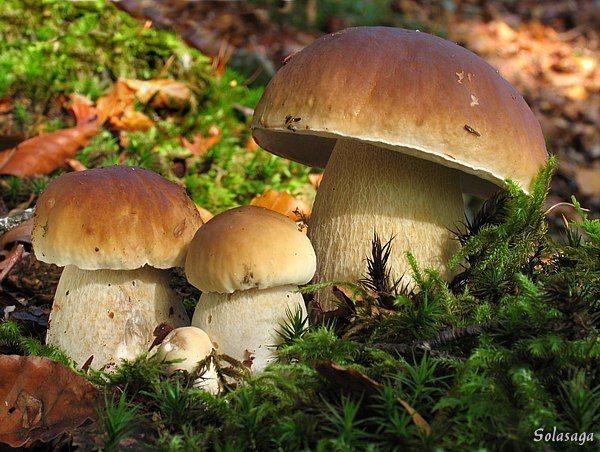 Білий гриб у лісі